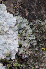 Phaeophyscia hirsuta