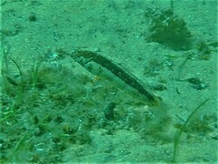 Eupetrichthys angustipes