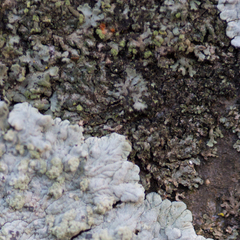 Phaeophyscia hirsuta