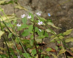 Impatiens hochstetteri