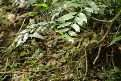 Asplenium gemmiferum