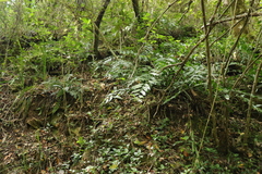 Asplenium gemmiferum