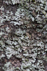 Phaeophyscia hirsuta