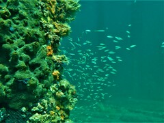 Caesioscorpis theagenes