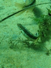 Eupetrichthys angustipes