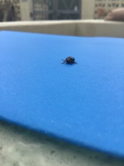 Morphosphaera caerulea