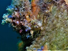 Parablennius postoculomaculatus