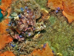 Parablennius postoculomaculatus