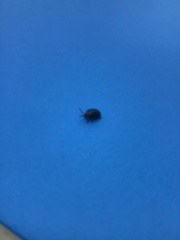 Morphosphaera caerulea