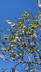 Amygdalus