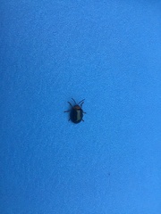 Morphosphaera caerulea