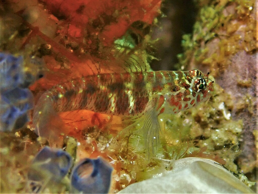 Twospot pygmygoby (Eviota bimaculata) — Gobiidae