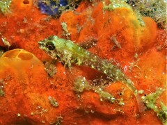 Helcogramma decurrens