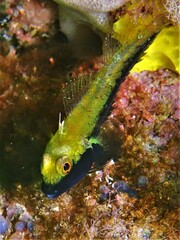 Helcogramma decurrens