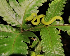 Trimeresurus erythrurus
