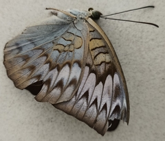 Tanaecia palguna