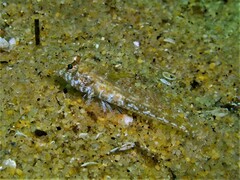 Nesogobius pulchellus
