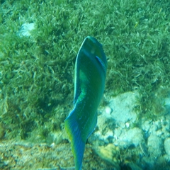 Halichoeres radiatus