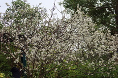 Prunus