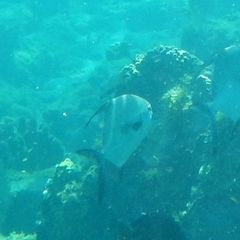 Trachinotus falcatus