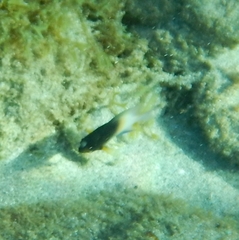 Stegastes partitus