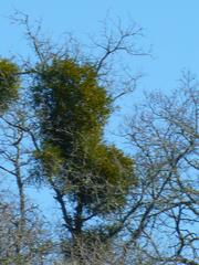 Phoradendron leucarpum tomentosum