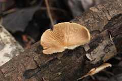 Crepidotus calolepis