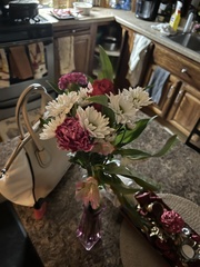 Dianthus caryophyllus