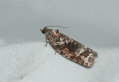 Thrincophora