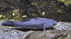 Oxyeleotris lineolata