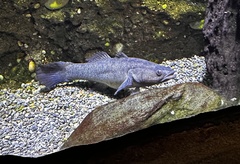 Oxyeleotris lineolata