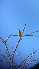 Brotogeris versicolurus
