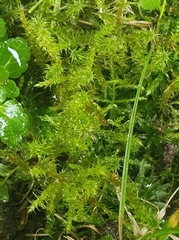 Rhytidiadelphus squarrosus