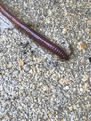 Lumbricus