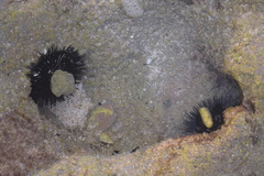 Stomopneustes variolaris