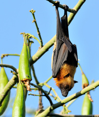 Pteropus seychellensis comorensis
