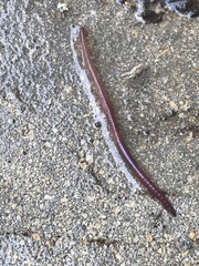 Lumbricus