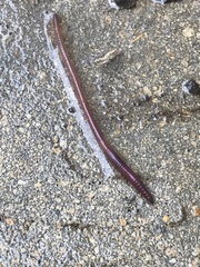Lumbricus