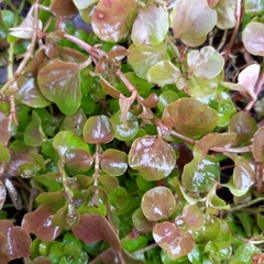 Lysimachia nummularia