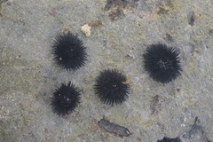 Stomopneustes variolaris