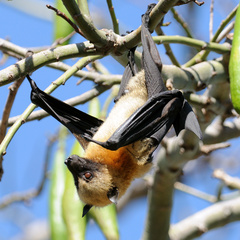 Pteropus seychellensis comorensis