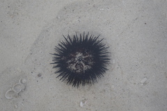 Stomopneustes variolaris