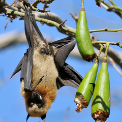 Pteropus seychellensis