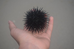Heliocidaris crassispina