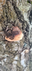 Fomitopsis pinicola