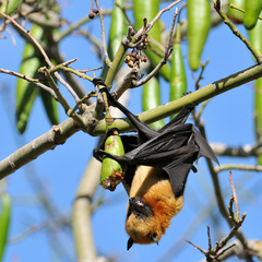 Pteropus seychellensis