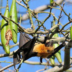 Pteropus seychellensis comorensis