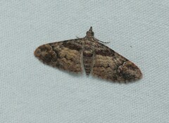 Mnesiloba eupitheciata