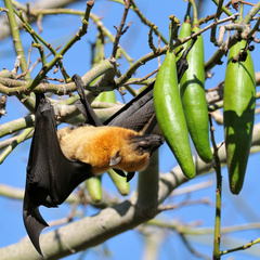 Pteropus seychellensis comorensis