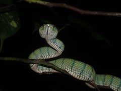 Tropidolaemus subannulatus
